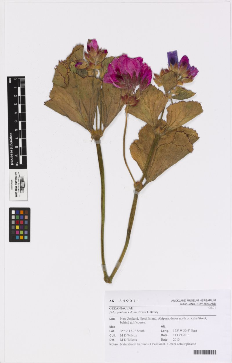 Regal Pelargonium photo 6