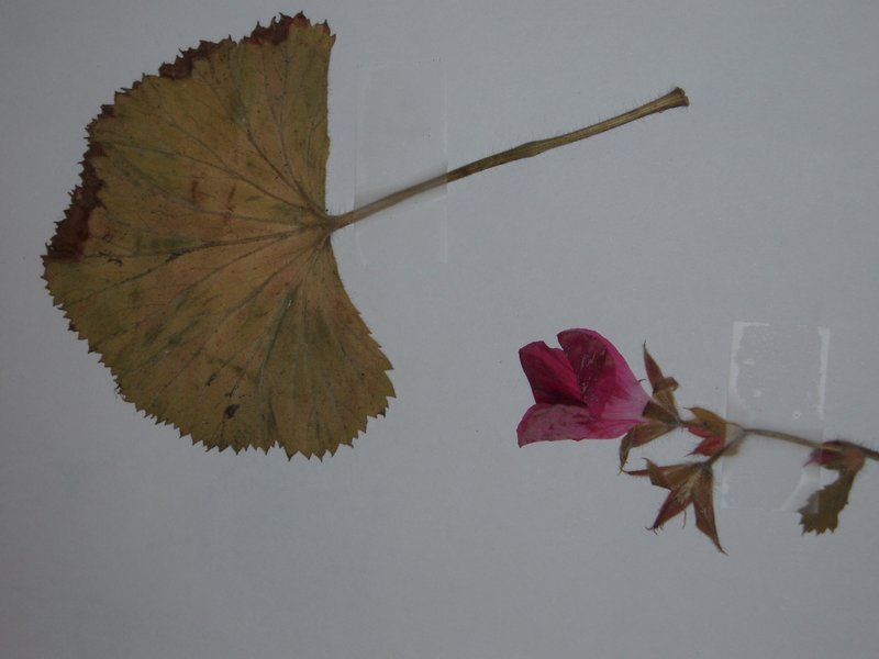 Regal Pelargonium photo 7