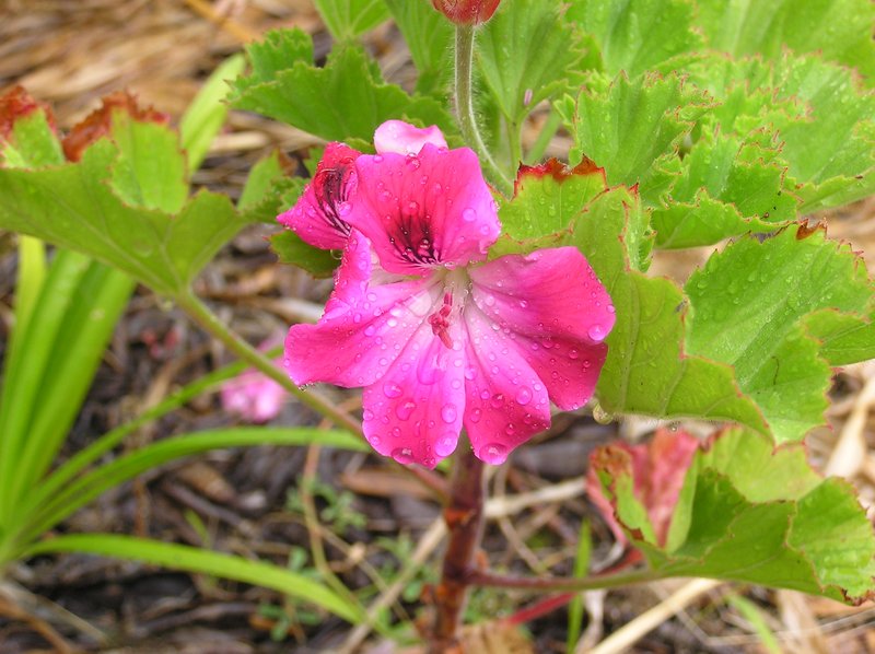 Regal Pelargonium photo 8