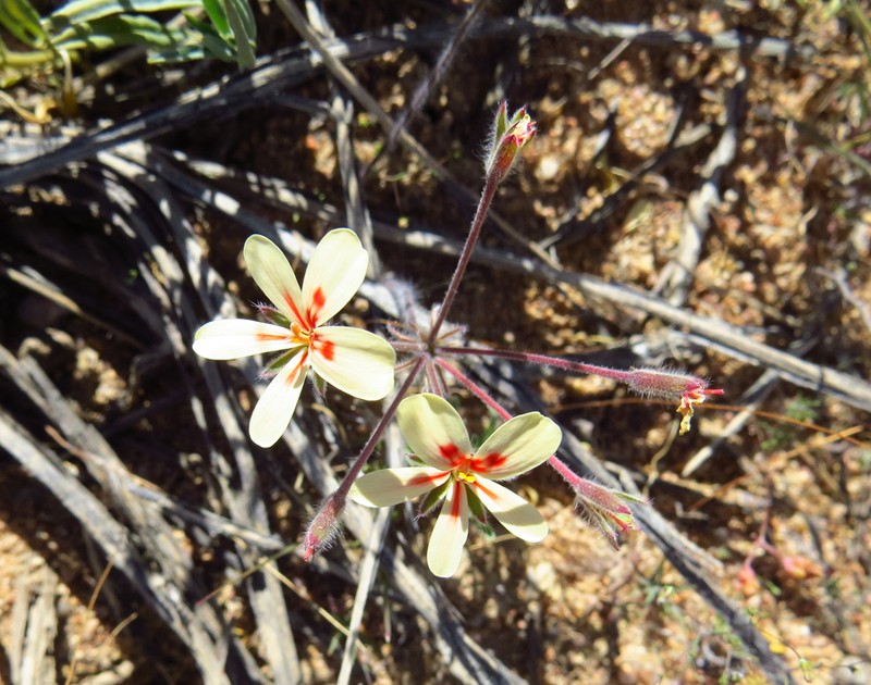 Pelargonium geophyllum