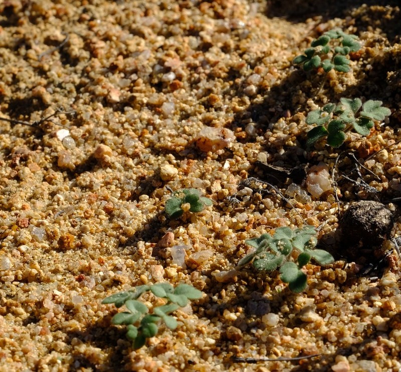 Pelargonium geophyllum photo 2