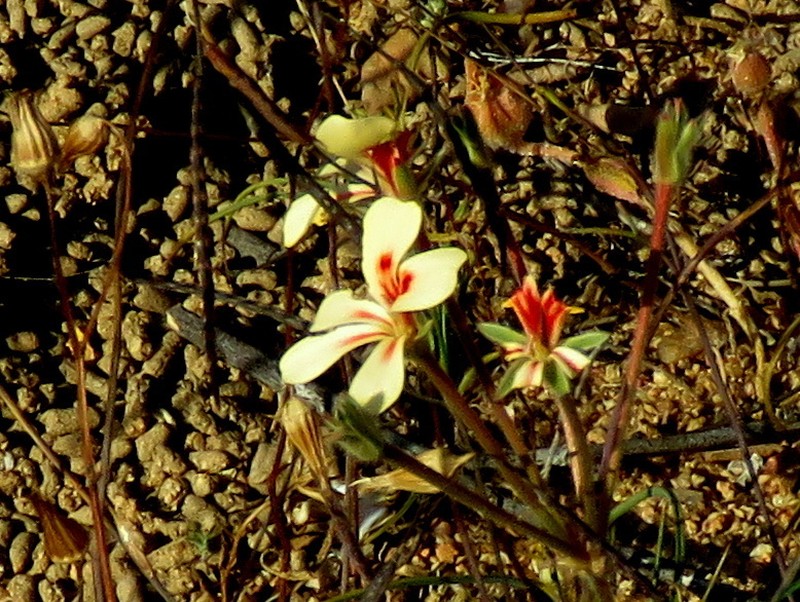 Pelargonium geophyllum photo 3