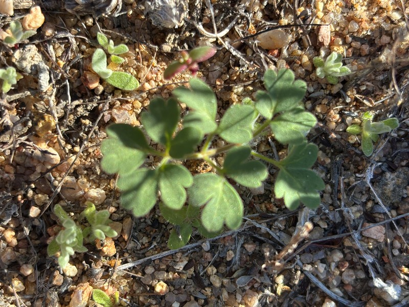 Pelargonium geophyllum photo 4