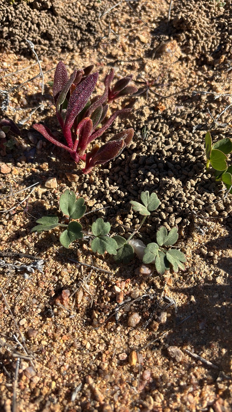 Pelargonium geophyllum photo 5