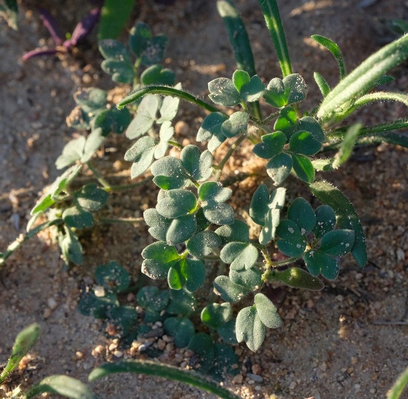 Pelargonium geophyllum photo 6