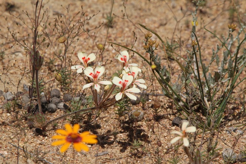 Pelargonium geophyllum photo 7