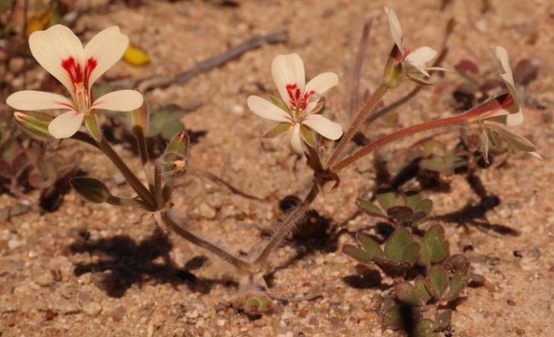 Pelargonium geophyllum photo 8