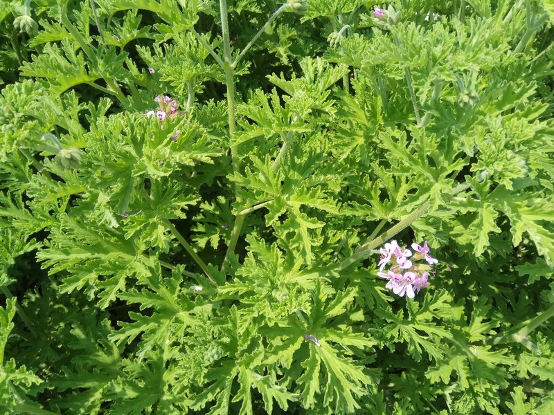 Sweet Scented Geranium photo 2