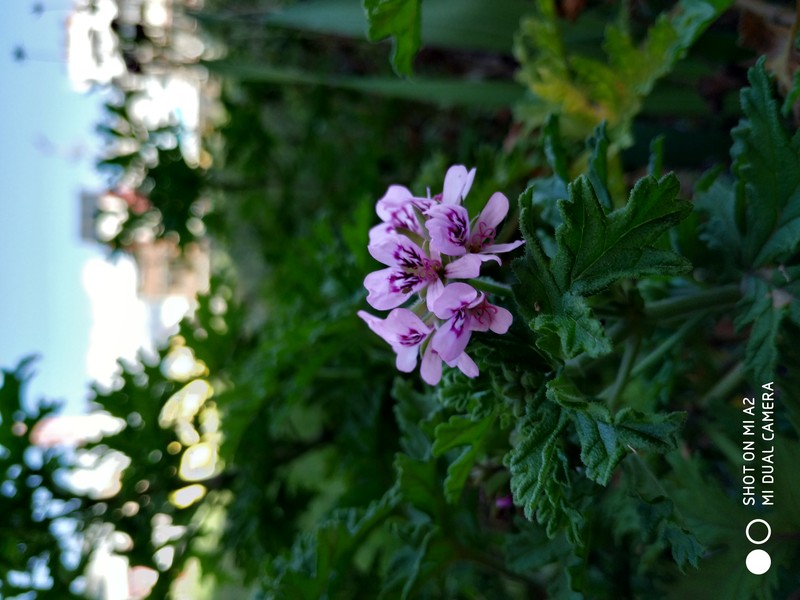 Sweet Scented Geranium photo 3
