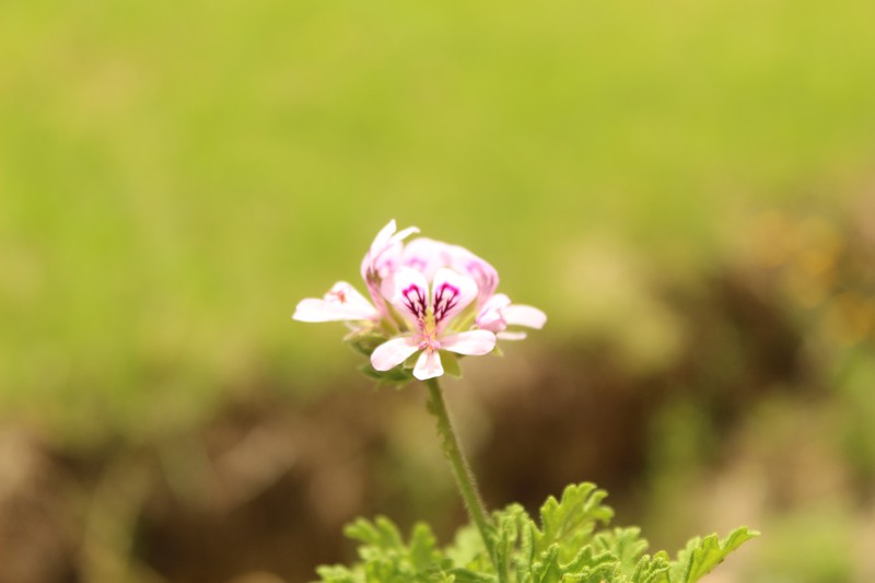 Sweet Scented Geranium photo 4