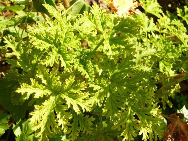 Sweet Scented Geranium photo 5