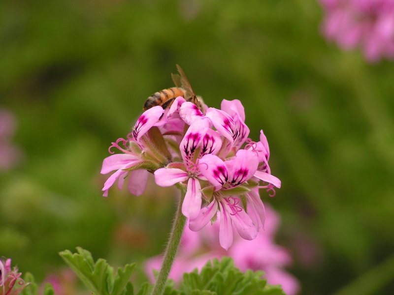 Sweet Scented Geranium photo 6