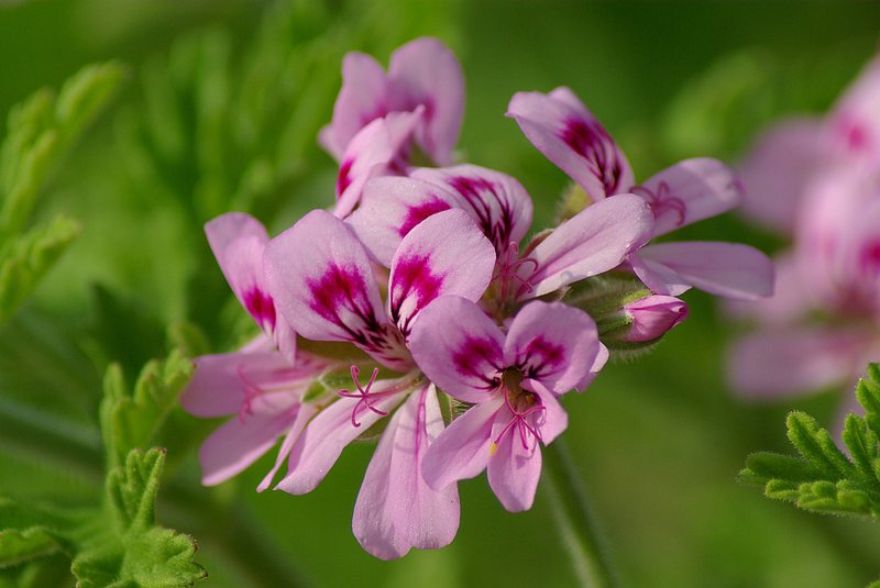 Sweet Scented Geranium photo 7