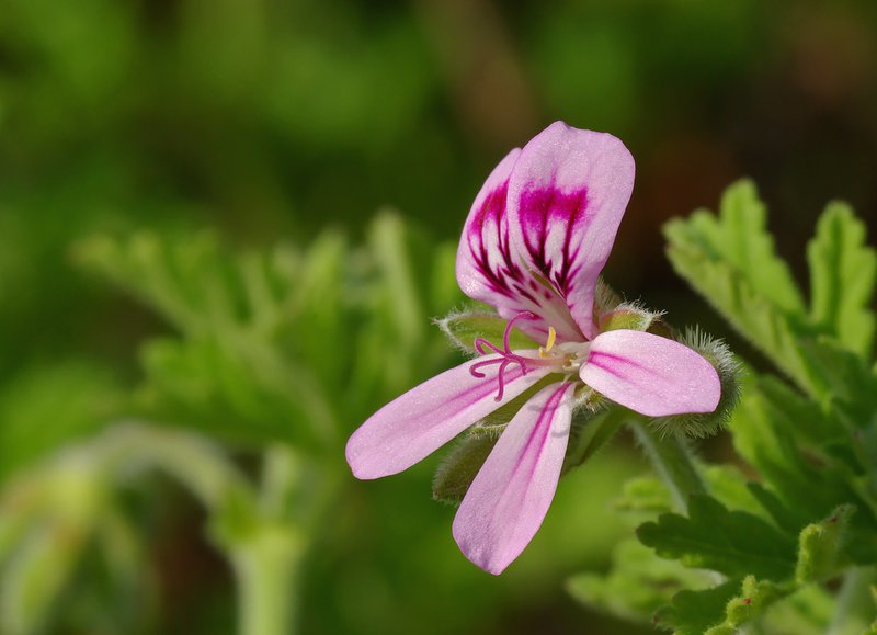 Sweet Scented Geranium photo 8