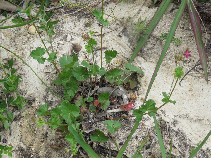 Gooseberry Geranium photo 4