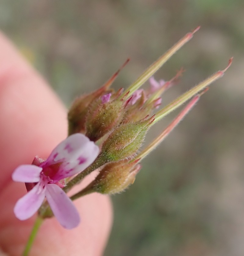 Gooseberry Geranium photo 5