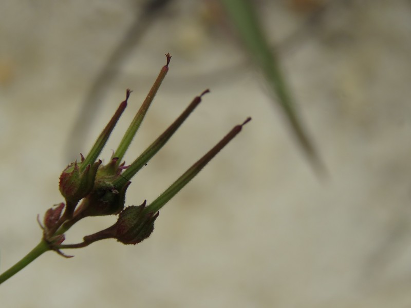 Gooseberry Geranium photo 2