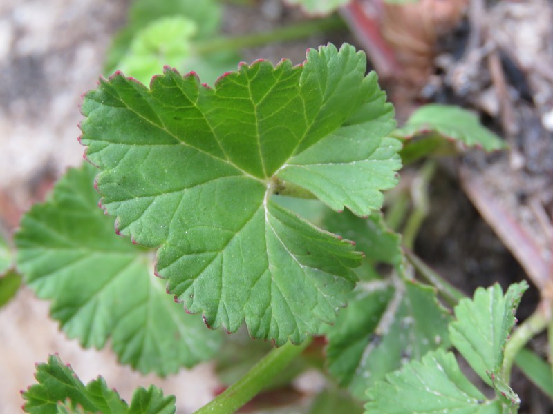 Gooseberry Geranium photo 3
