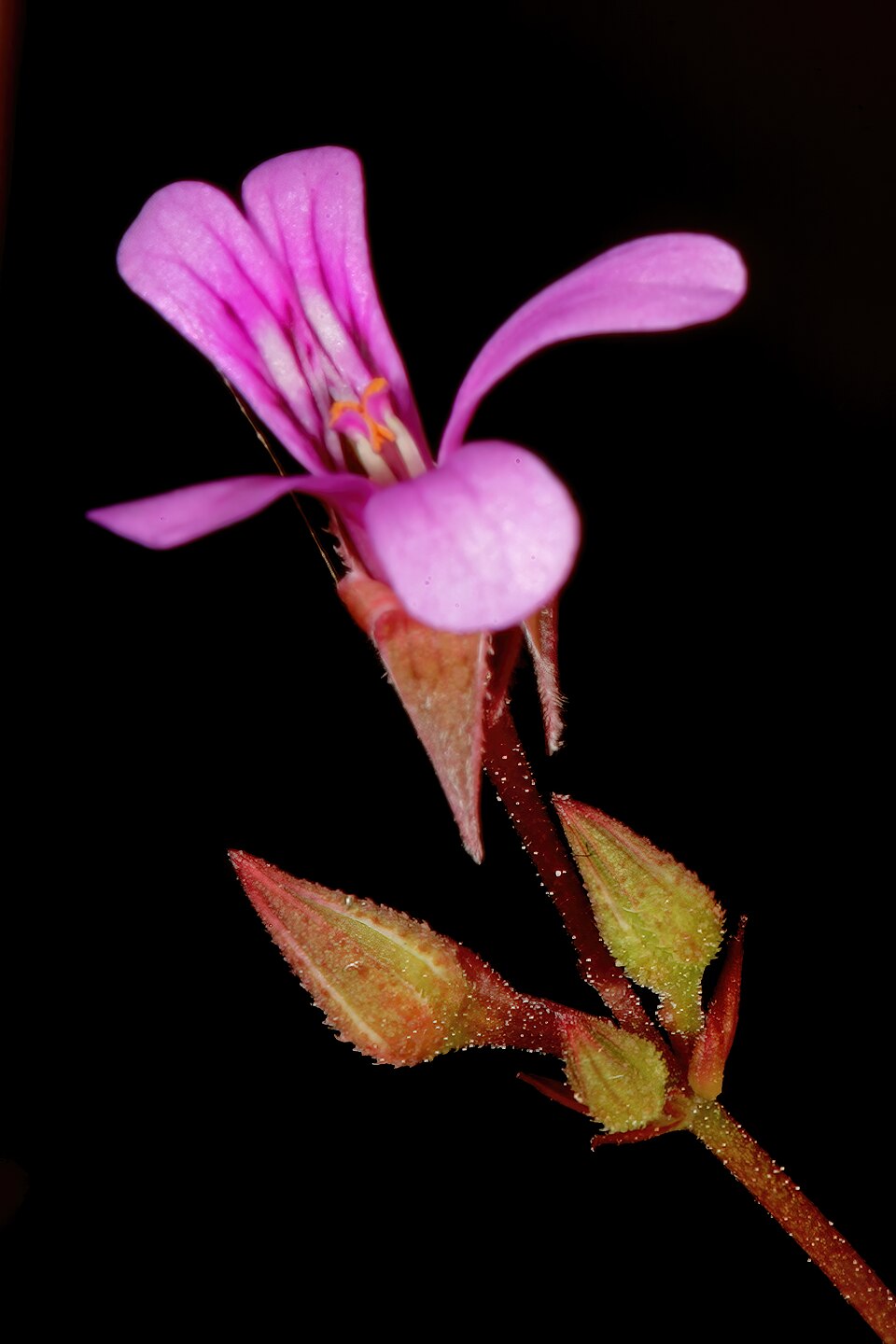 Gooseberry Geranium photo 6