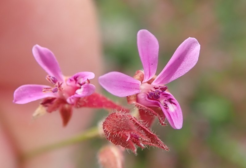 Gooseberry Geranium photo 7