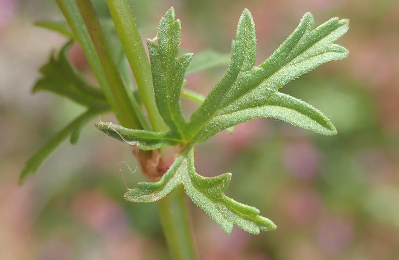 Gooseberry Geranium photo 8