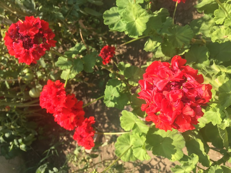 Zonal Geranium photo 2