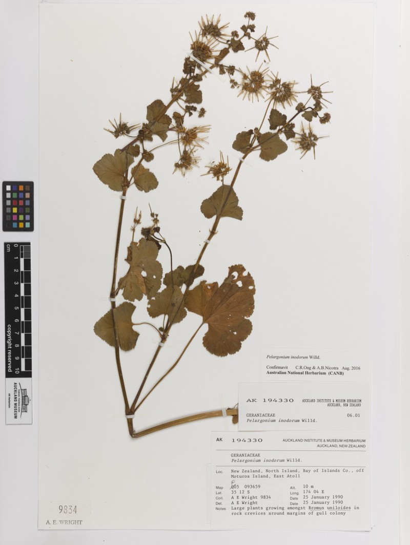 Scentless Geranium photo 5
