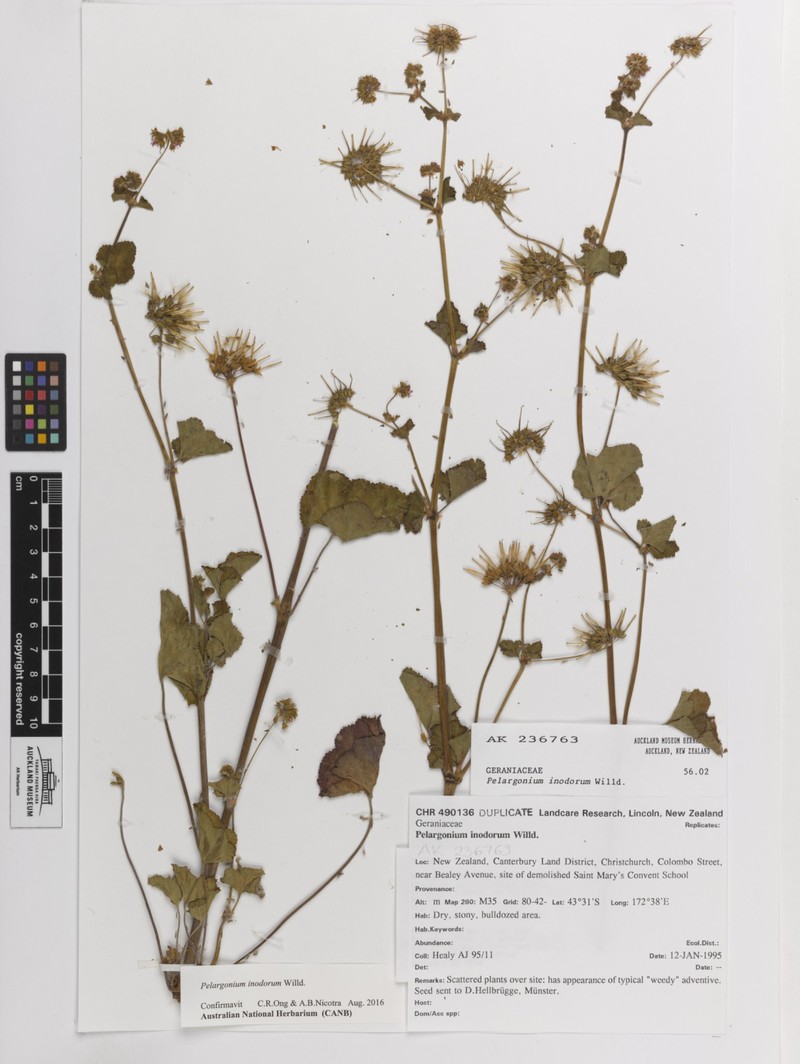 Scentless Geranium photo 6