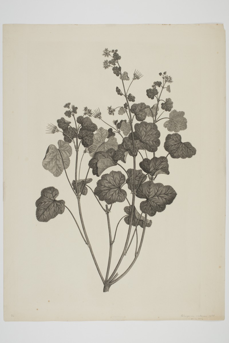 Scentless Geranium photo 2