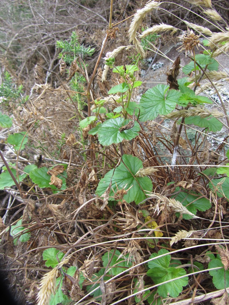 Scentless Geranium photo 3