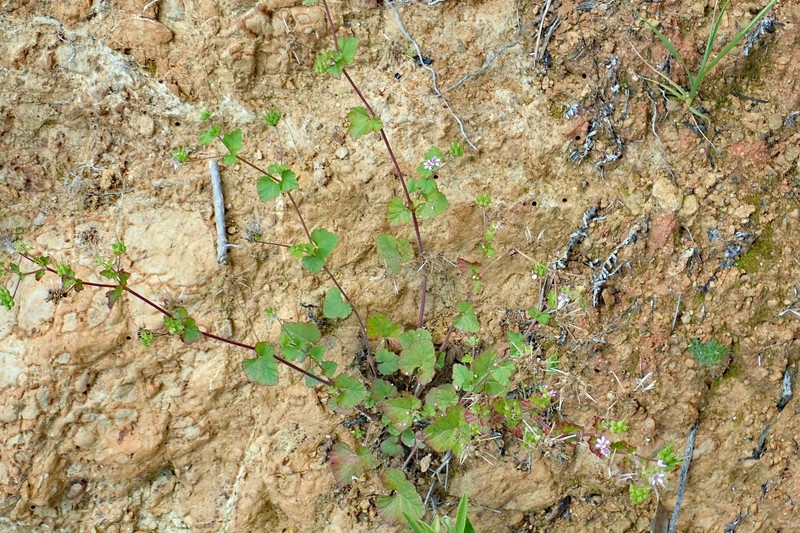 Scentless Geranium photo 4