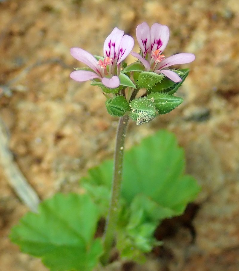 Scentless Geranium