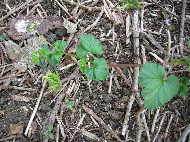 Scentless Geranium photo 7