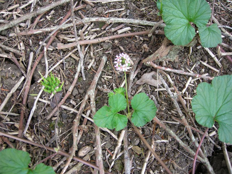 Scentless Geranium photo 8