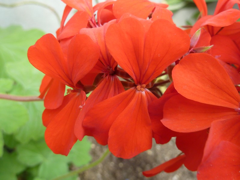 Scarlet Geranium photo 4