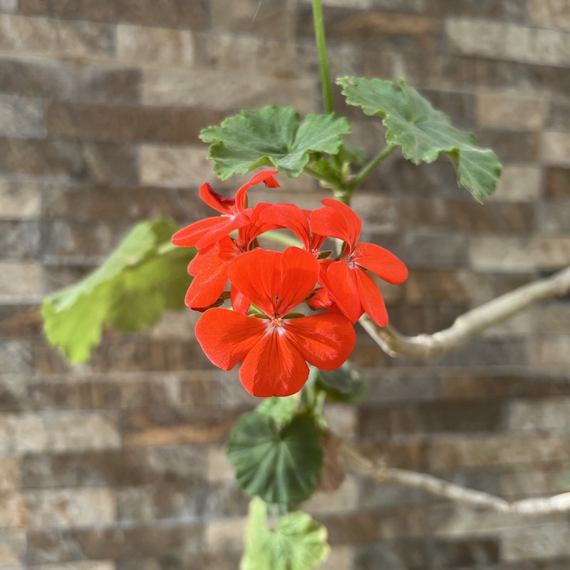 Scarlet Geranium photo 2