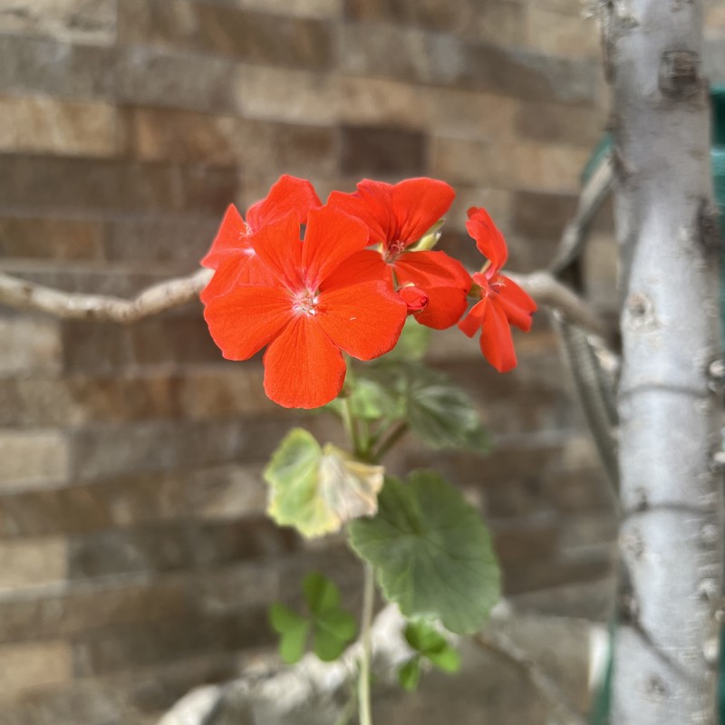 Scarlet Geranium photo 3