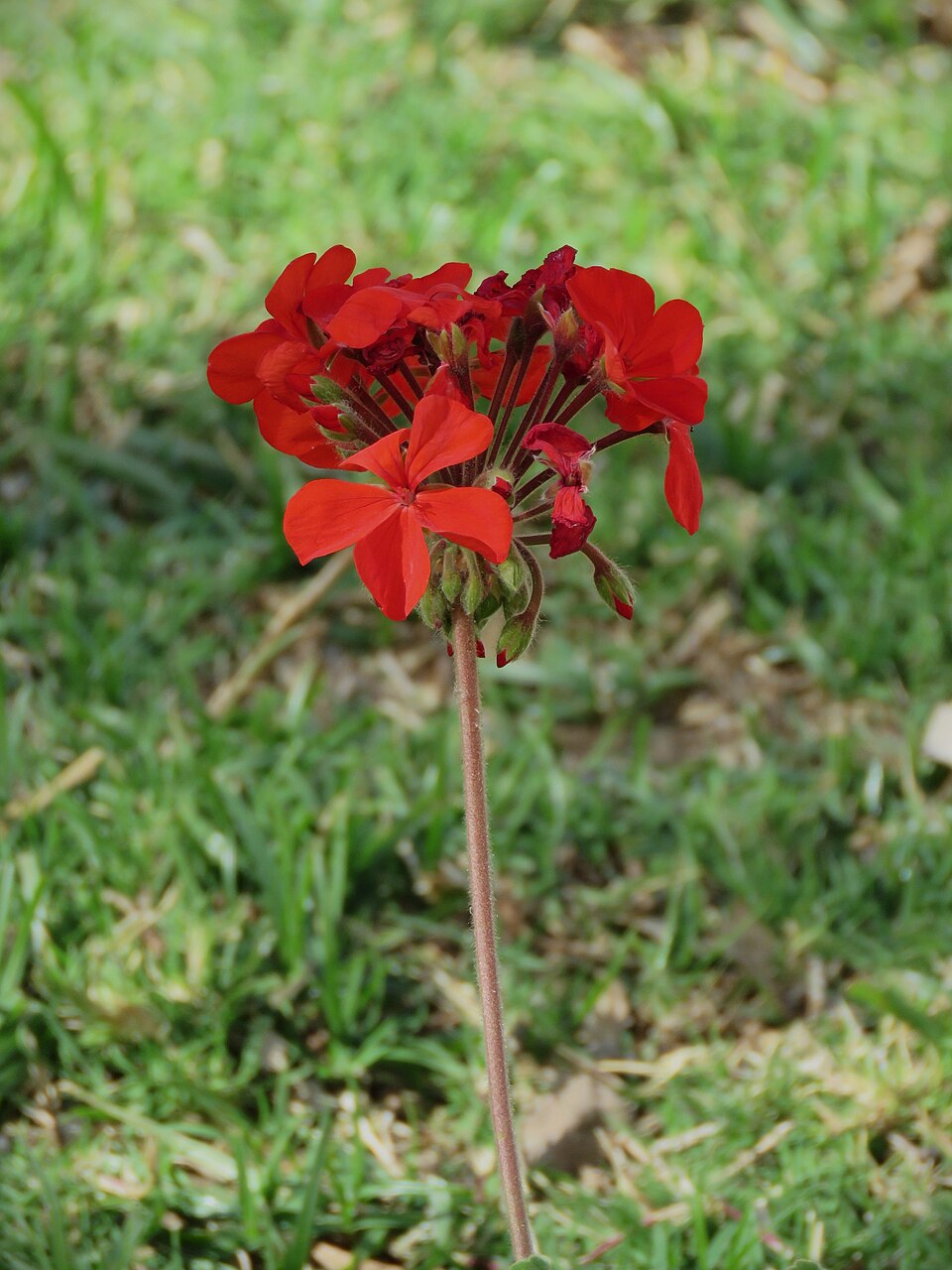 Scarlet Geranium photo 5