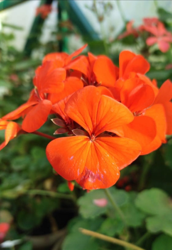 Scarlet Geranium photo 6