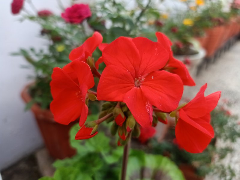 Scarlet Geranium photo 7