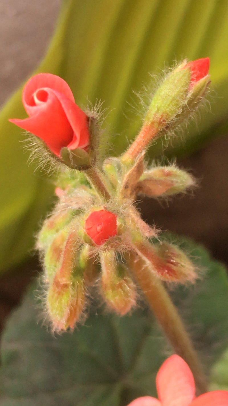Scarlet Geranium photo 8