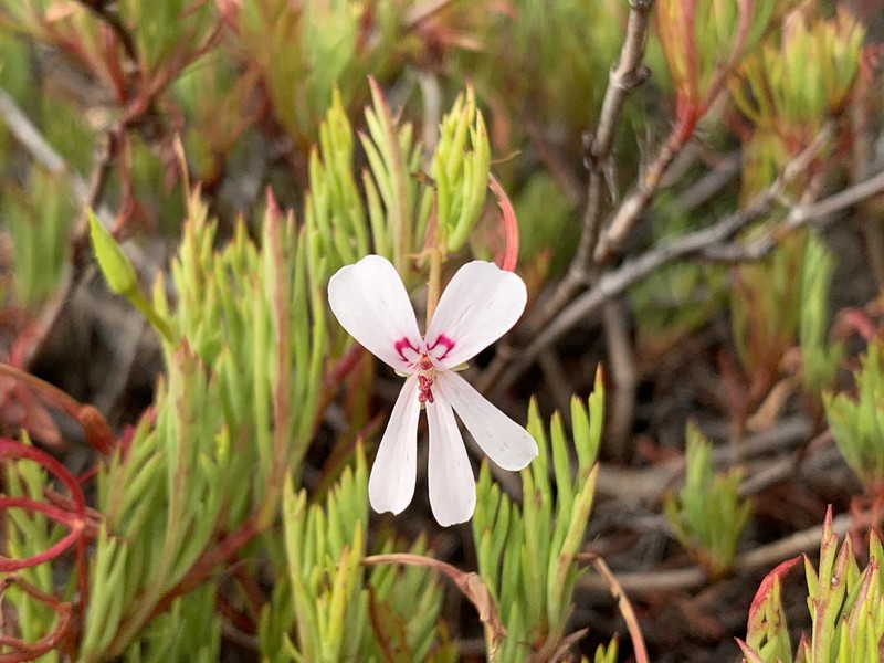 Pelargonium laevigatum subsp. laevigatum