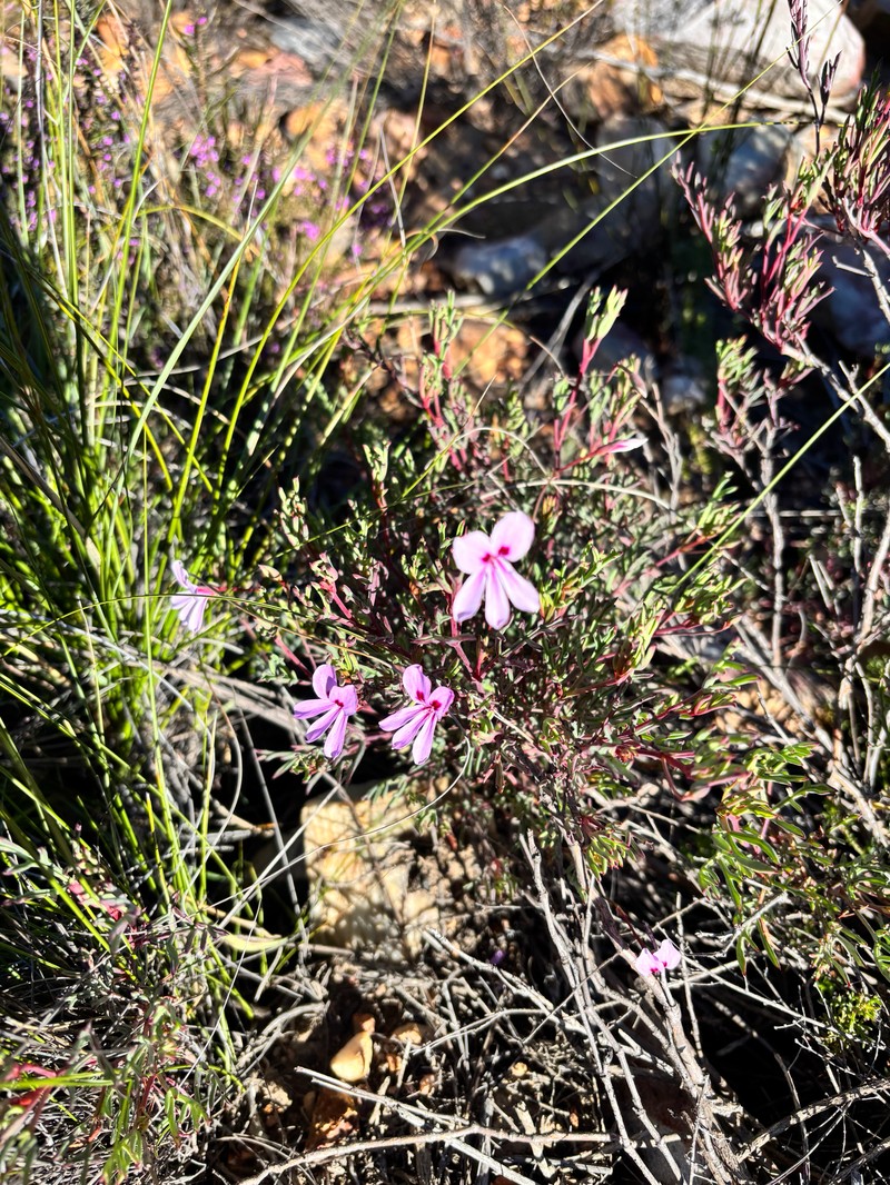 Pelargonium laevigatum subsp. laevigatum photo 2