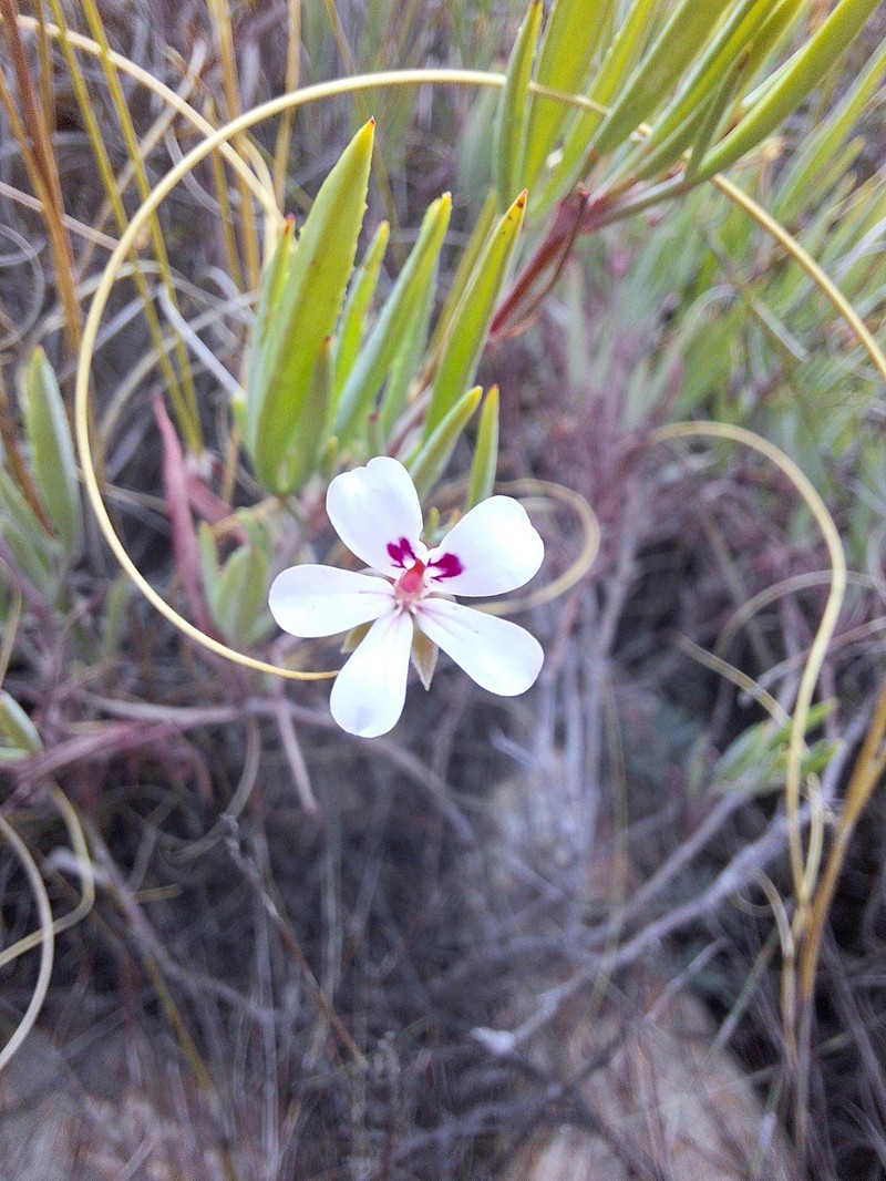 Pelargonium laevigatum subsp. laevigatum photo 3
