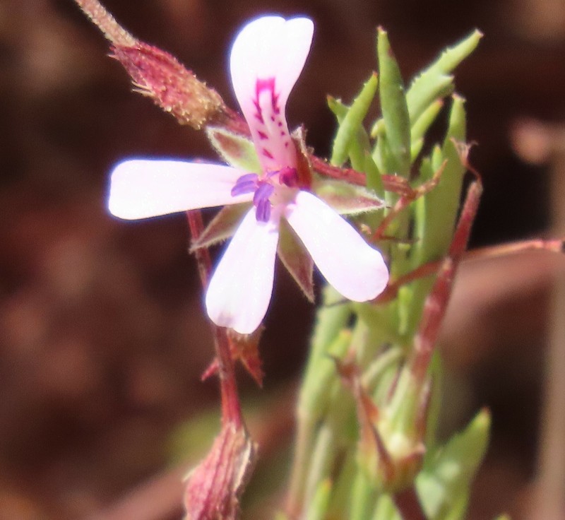 Pelargonium laevigatum subsp. laevigatum photo 4