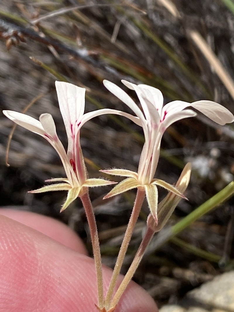 Pelargonium leucopetalum photo 3