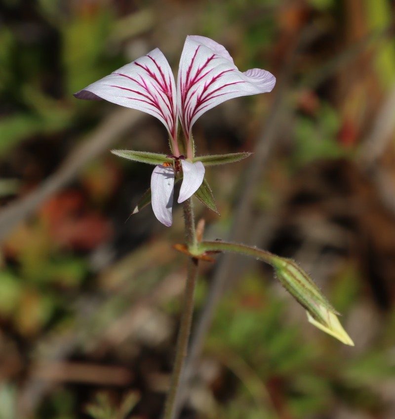 Pelargonium longicaule var. longicaule