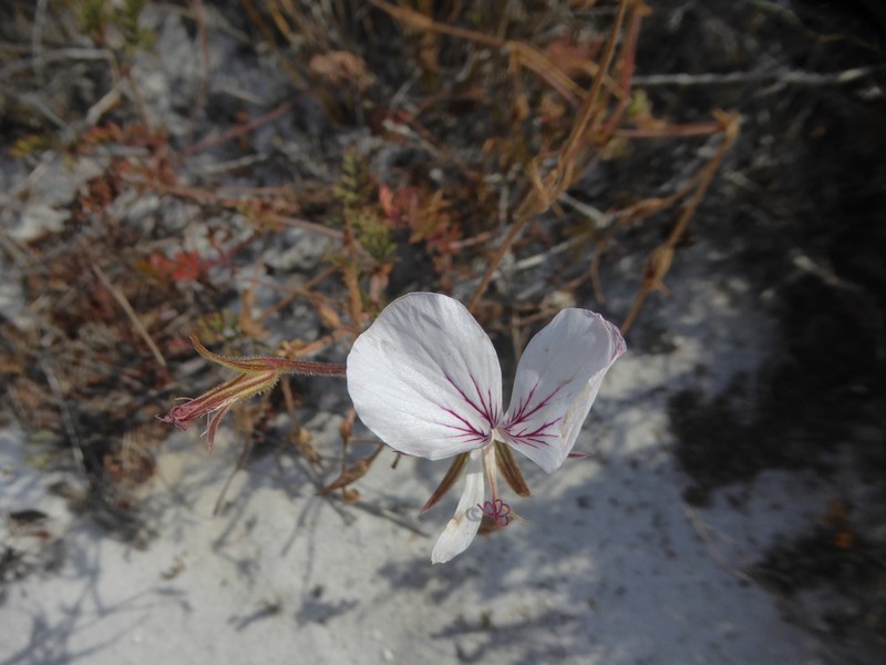 Pelargonium longicaule var. longicaule photo 2
