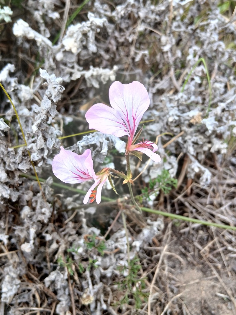 Pelargonium longicaule var. longicaule photo 3