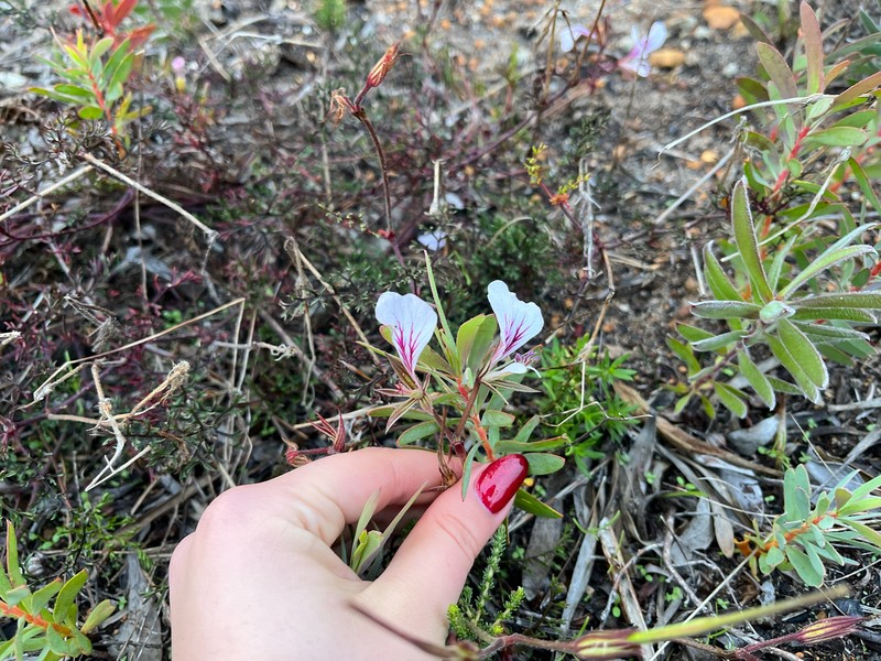 Pelargonium longicaule var. longicaule photo 4